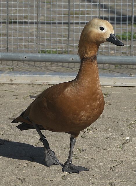 球星风采