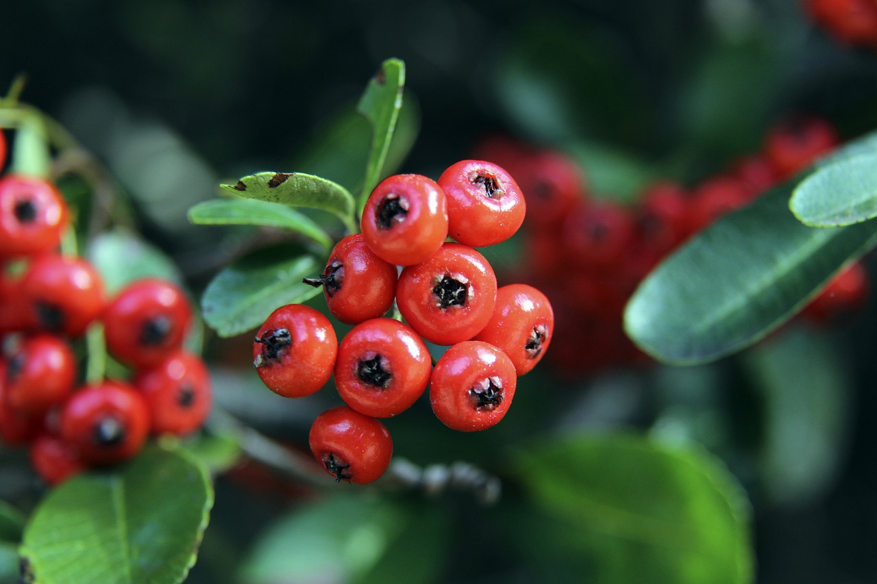 粉丝的赞誉 粉丝的赞誉